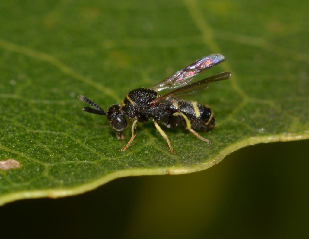 Leucospidae sp.